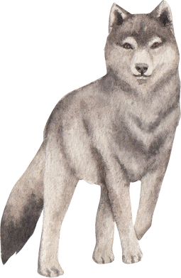 Watercolor Grey Wolf